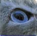 oog