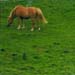 paard