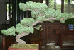 bonsai